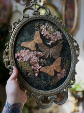 Load image into Gallery viewer, Mokosh
