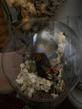 Load image into Gallery viewer, Coralwing
