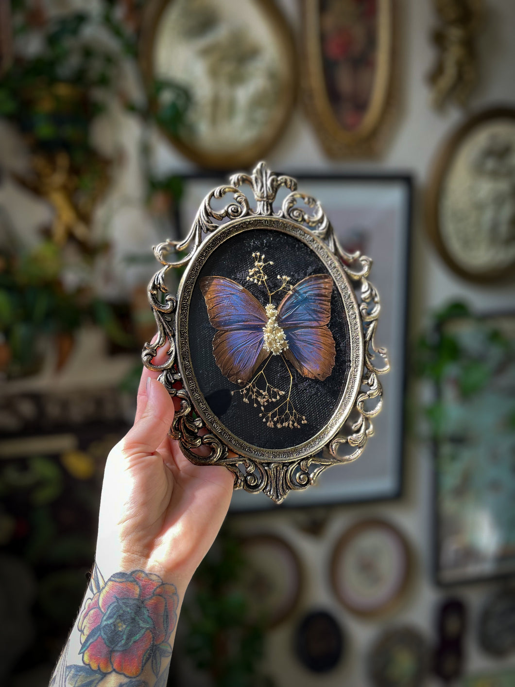 Morpho II