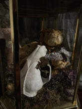 Load image into Gallery viewer, Vulpes
