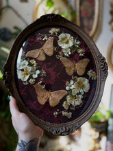 Load image into Gallery viewer, Serotinal

