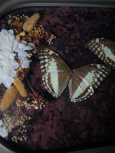 Load image into Gallery viewer, Eugenia

