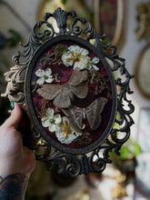Load image into Gallery viewer, Zora
