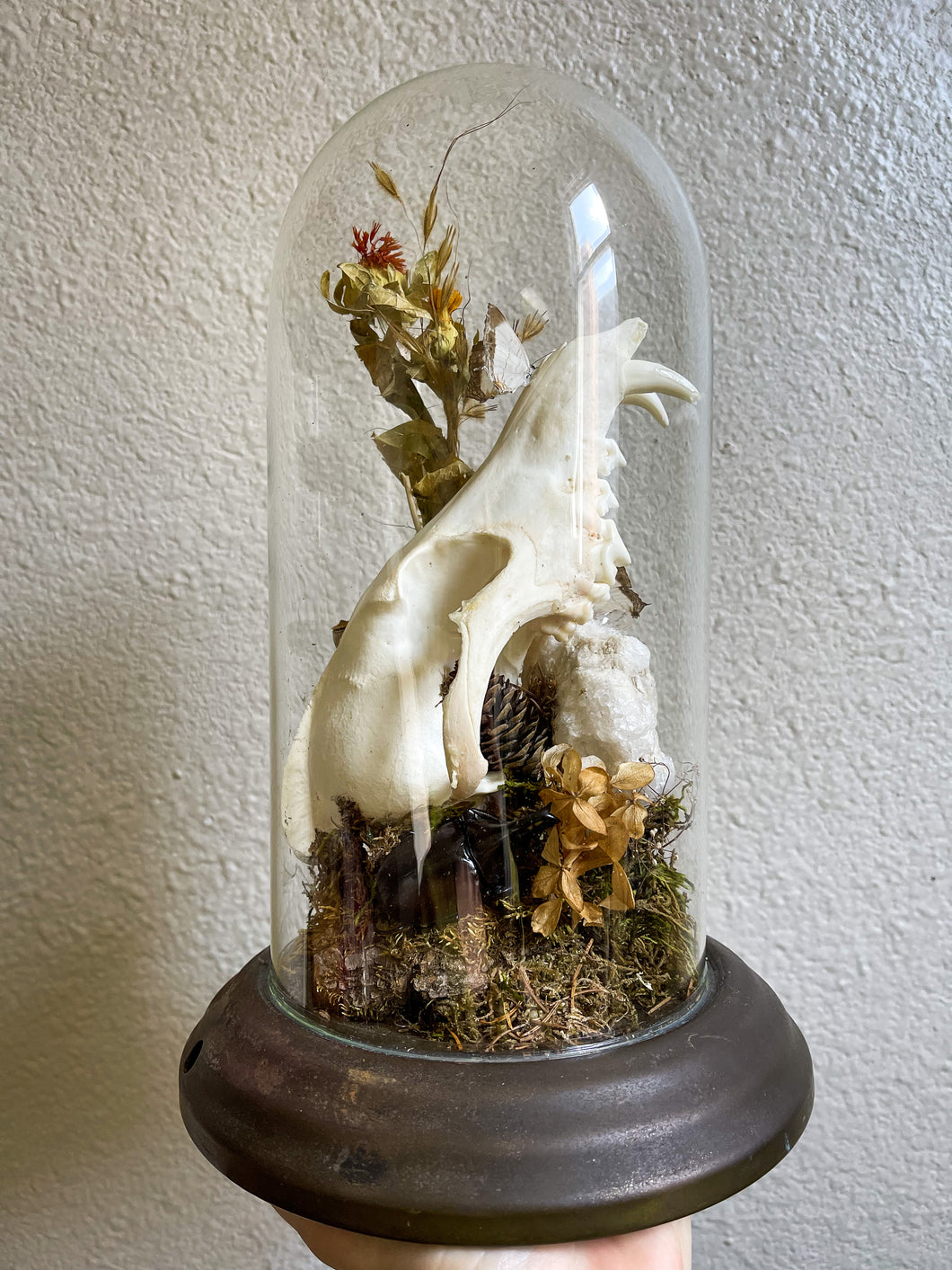 Quartz x Canidae