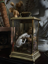 Load image into Gallery viewer, Vulpes
