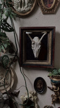 Load image into Gallery viewer, Sable Bloom
