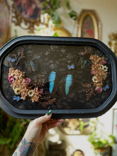 Load image into Gallery viewer, Luminous
