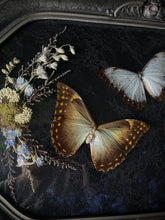 Load image into Gallery viewer, Theseus
