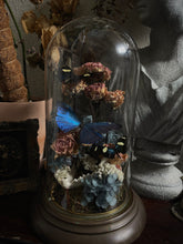 Load image into Gallery viewer, Oceana
