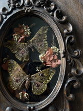 Load image into Gallery viewer, Eudora
